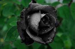 Rosa negra II.jpg