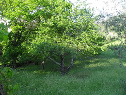 Pauzinho castanheiros P 2012.jpg Pauzinho castanheiros P 2012.jpg