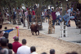 Festas da Moita Largada de Toiros.jpg