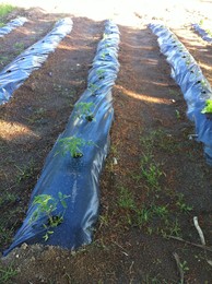 fotografia 3 (1).JPG