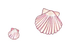 Conchas. Digitalização de desenho de F. C. M. .jpg