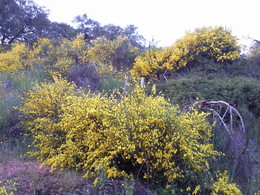 "Em Maio, nos perfumados giestais." Foto de D.A.P.L. - Fonte do Salto - Aldeia da Mata - 2014.