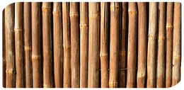 Bamboo (Imagem Pixabay)