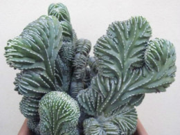 Pachycereus-marginatus-f.-cristata-Crested-Mexican