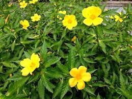 damiana  turnera ulmifolia.jpg