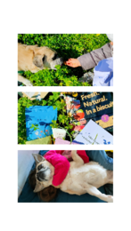 3 Fotografias Minimalista História de Instagram (