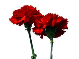 COLÉGIO-INTERNACIONAL-VILAMOURA-25-ABRIL2.jpg COLÉGIO-INTERNACIONAL-VILAMOURA-25-ABRIL2.jpg