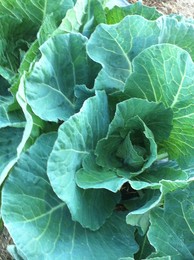 fotografia 3 (1).JPG