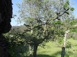 Pauzinho 2012 Primavera.jpg