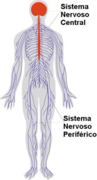 sistema-nervoso-central-periferico.jpg