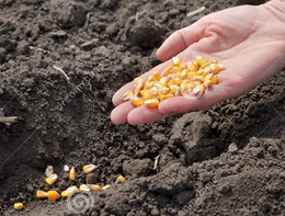 MILHO3.jpg MILHO3.jpg