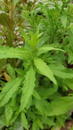 erva santa maria.jpg