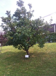 fotografia 2 (1).JPG