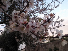 Foto1932. ramo floridojpg