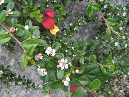 lanternas chinesas...