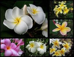 jasmim 5 espécies.jpg