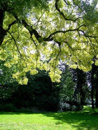 E dele as folhas.jpg