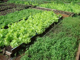 horta bio AlfNDEGA DQA fÉ.jpg