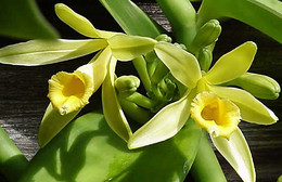 baunilha-vanilla-planifolia.jpg