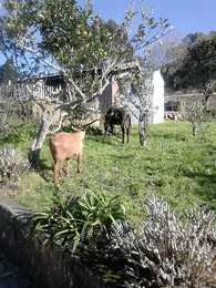 Coolares Market Coolares Market