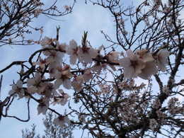 Foto1928. ramo com flores jpg