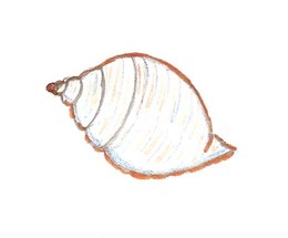 Búzio. Digitalização de desenho de F. C. M. - jpg