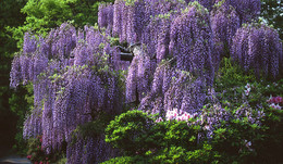 trepadeiras_glicinia3.jpg trepadeiras_glicinia3.jpg