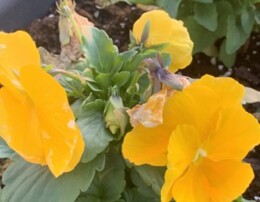 IMG_2344 – pequena.jpeg