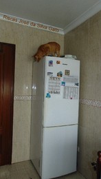 gatofrigorifico.JPG