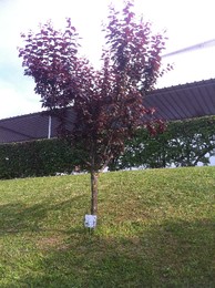 fotografia 1 (1).JPG