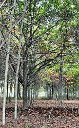 CASTANHEIRO RIBELA.JPG CASTANHEIRO RIBELA.JPG