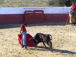 Tenta de vacas-Ganadaria de Victorino Martin.jpg