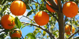 Imagem-Website-Interna-Noticia-laranjas-1-1187x588 Imagem-Website-Interna-Noticia-laranjas-1-1187x588