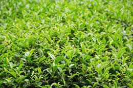 Chá Verde Japão.jpg