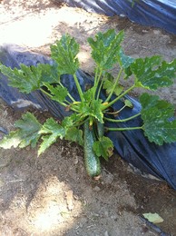 fotografia 1 (1).JPG