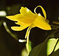 Flor de Ouro Himalaia 2.bmp