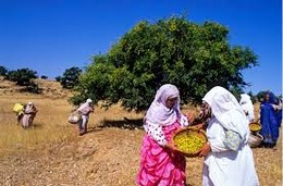 Argan apanha.jpg