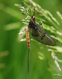 mayfly.jpg