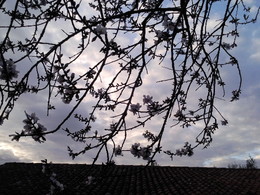 Foto1926. ramo florido . Foto de DAPL jpg