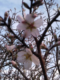 Foto1922.jpg flores amendoeira