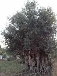 Foto1405.jpg. Foto de D.A.P.L. 2014 Foto1405.jpg. Foto de D.A.P.L. 2014