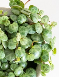 Peperomia_prostrata_-_String_of_Turtles_-_pistils_