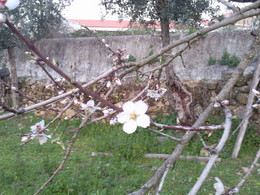 Foto1920. botão floridojpg