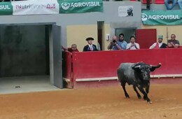 Toiro de Adolfo Martín-Évora 23.09.2023.jpg