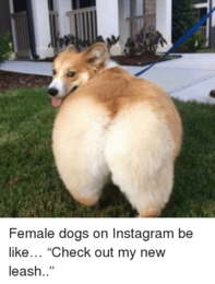 female-dogs-on-instagram-be-like…-“check-out-m