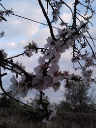 Foto1930. ramos floridos. Foto de DAPL jpg