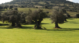 Jardim de Oliveiras - Moura