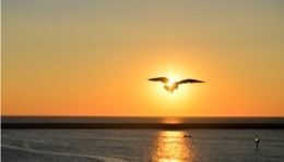 sunset-bird-1024x684-1024x585.jpg