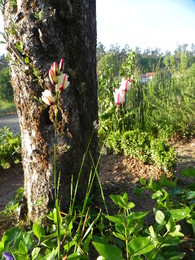 caule de oliveira...