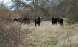 Ganadaria de bravo.jpg